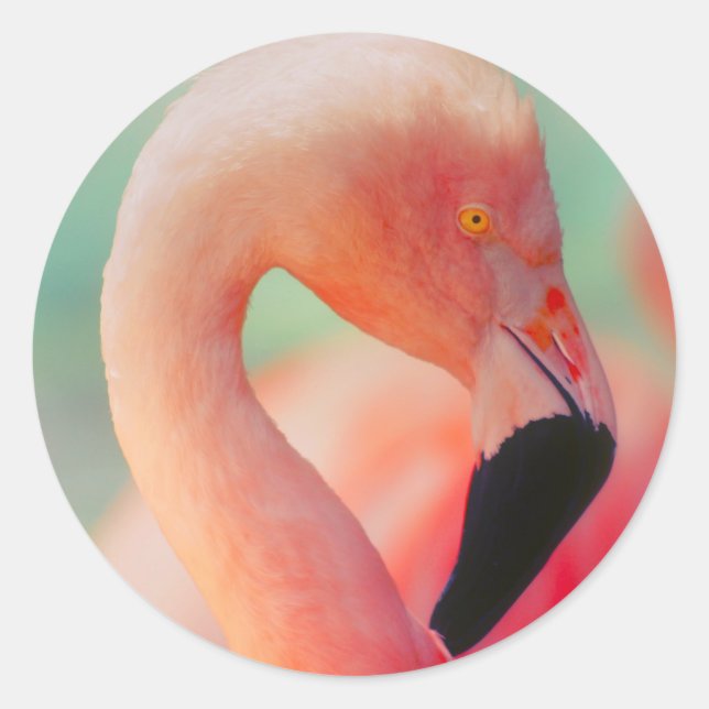 Exotic Pink Flamingo Bird Stickers (Front)