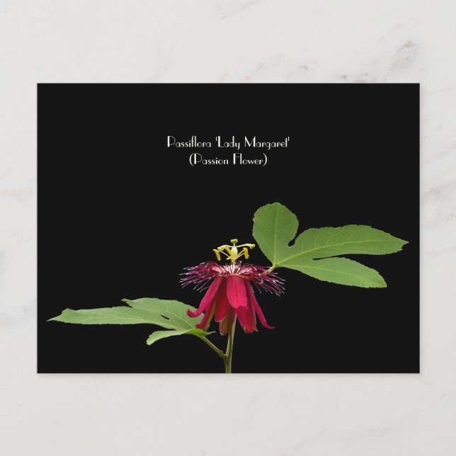 Exotic Red Passion-Flower Collectible Postcard (Front)
