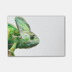 Exotic Reptile Post-it Notes