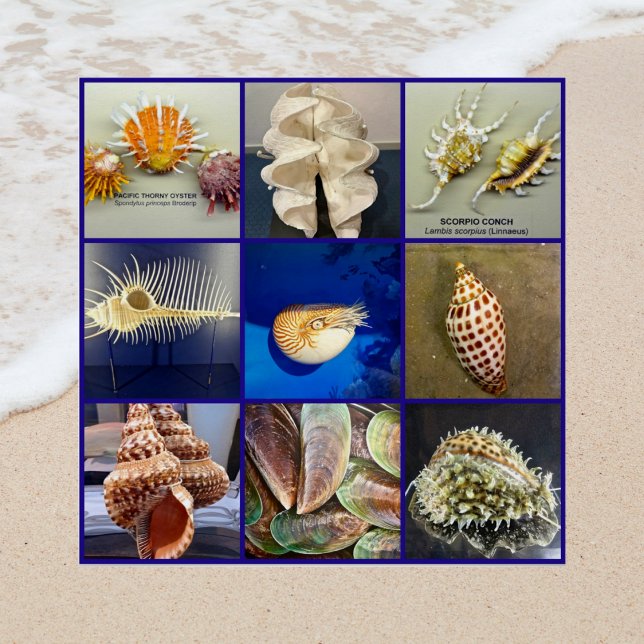 Exotic SeaShell Photography Sanibel Island Florida Poster (Creator Uploaded)