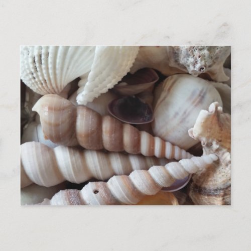 Exotic Seashells Collection Summer Beach Postcard