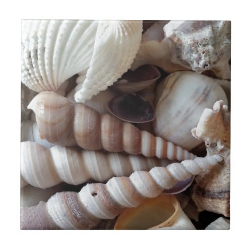 Exotic Seashells Collection Summer Beach Tile