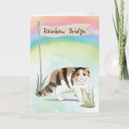 Exotic Short Hair Cat Pet Sympathy Over Rainbow  Card