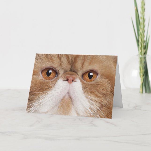 Exotic Shorthair Card (Front)