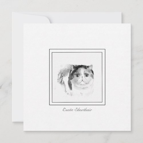 Exotic Shorthair Cat Sketch in Chalk  Charcoal Note Card