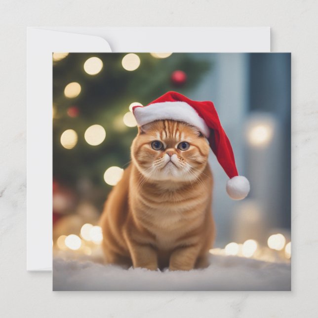 Exotic Shorthair Christmas (Front)