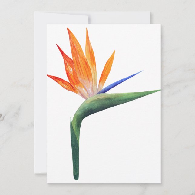 exotic strelizia bird of paradise flower  invitation (Back)