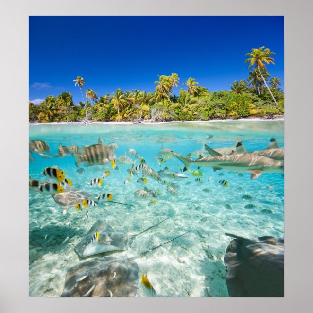 Exotic vacations poster (Front)