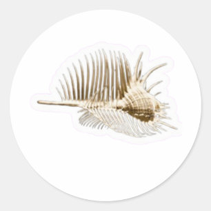 Exotic Venus Comb Murex Shell Sticker, Rare Spiny Classic Round Sticker