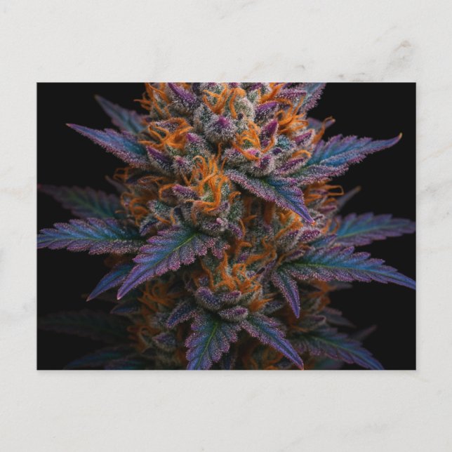 Exotic Weed Postcard (Front)