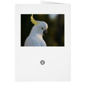 Exotic White Cockatoo Cards (Back)