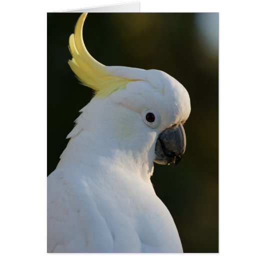 Exotic White Cockatoo Cards (Front)