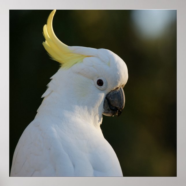Exotic White Cockatoo Poster (Front)