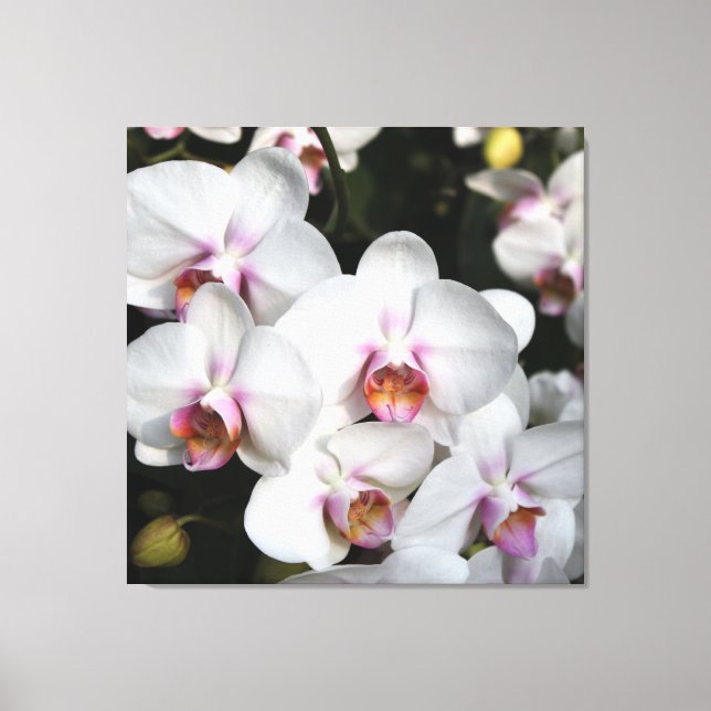 Exotic white orchid flower. Floral photography Canvas Print (Front)