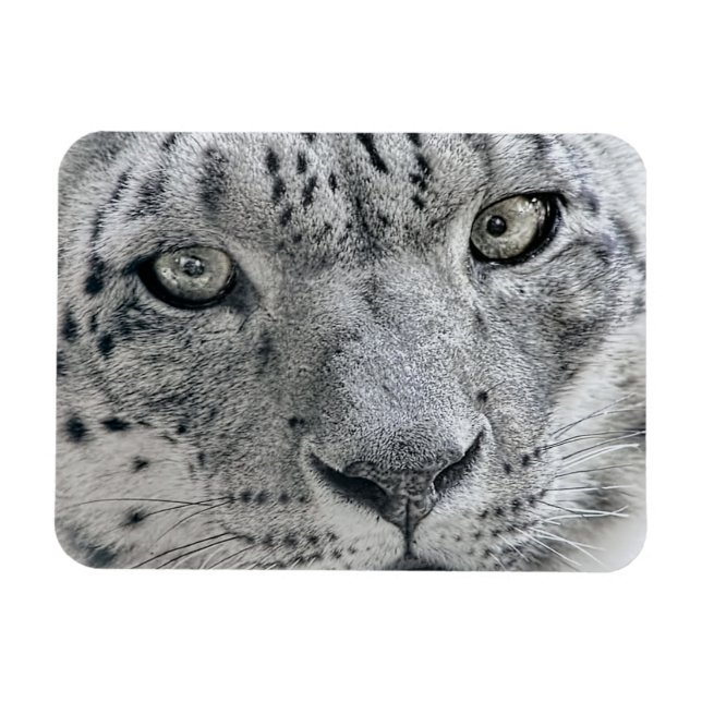 Exotic White Snow Leopard Magnet (Horizontal)