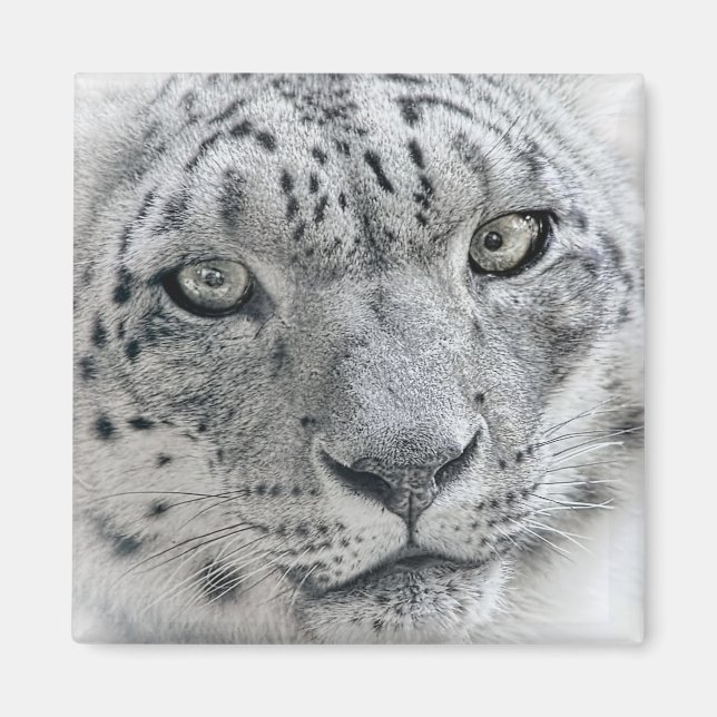 Exotic White Snow Leopard Photograph Magnet (Front)
