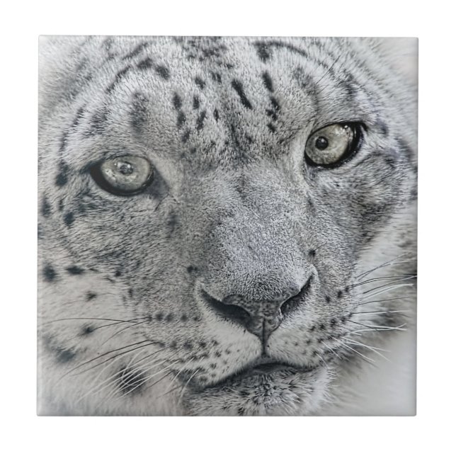 Exotic White Snow Leopard Tile (Front)