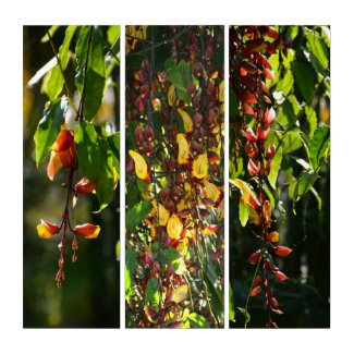 Exotic Yellow and Red Indian Clock Vine Botanical
