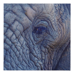 EXPERIENCE WALK WITH THE ELEPHANTS HOW ABOUT HUGGI FAUX CANVAS PRINT