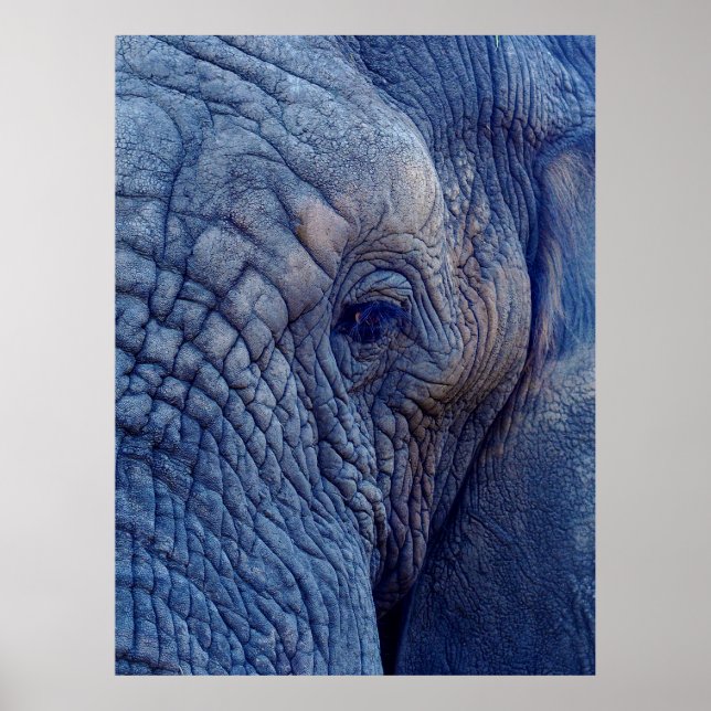 EXPERIENCE WALK WITH THE ELEPHANTS HOW ABOUT HUGGI POSTER (Front)