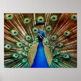 Explore Majestic Beautiful Peacock Photos Poster