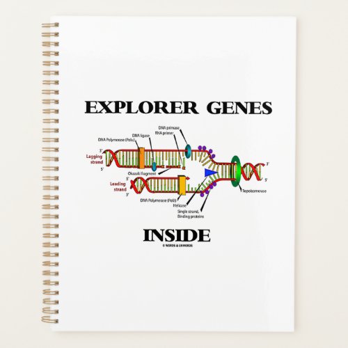 Explorer Genes Inside DNA Replication Planner