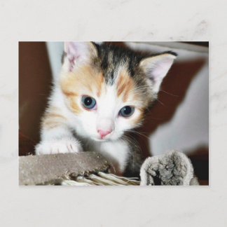 Exploring Kitten Postcard