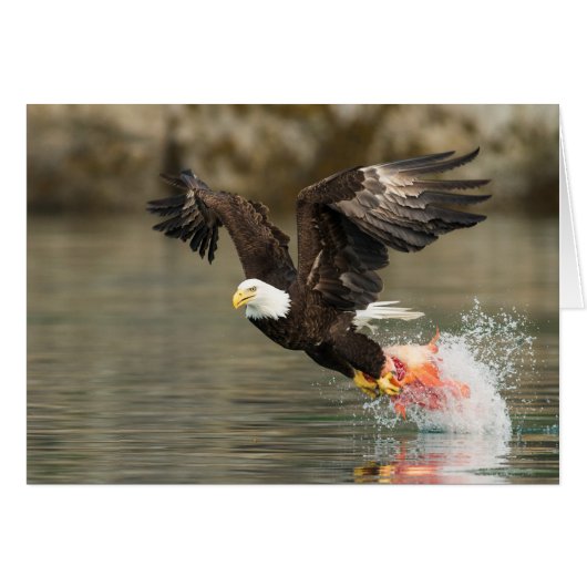 Explosive Bald Eagle Cards (Front Horizontal)