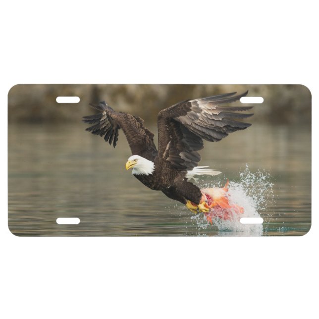 Explosive Bald Eagle License Plate (Front)