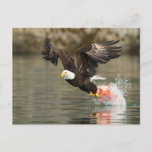 Explosive Bald Eagle Postcard
