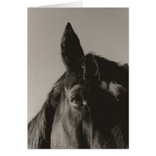 Expression Cards