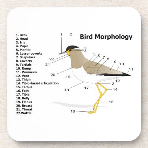 External Morphology of a Bird Vanellus Malabaricus Beverage Coaster