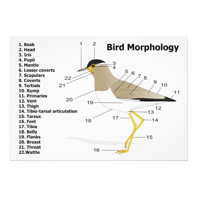 External Morphology of a Bird Vanellus Malabaricus Photo Print (Front)