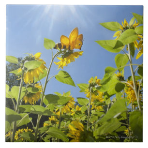 extra large bee on Sunflower Tile