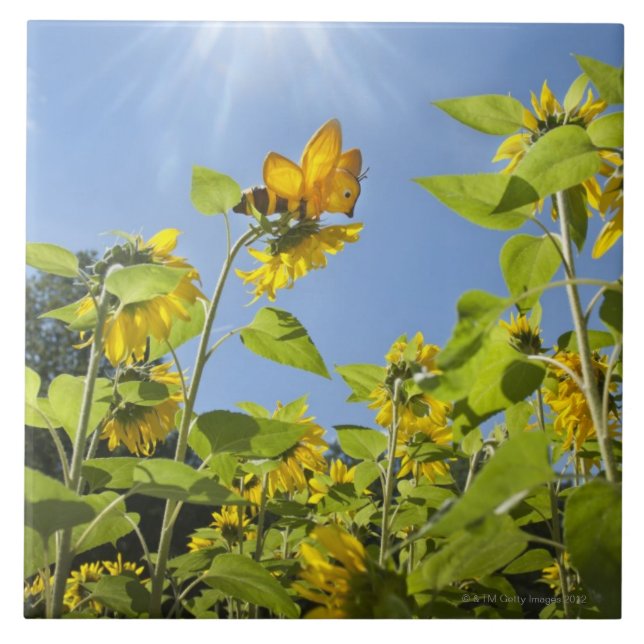 extra large bee on Sunflower Tile (Front)