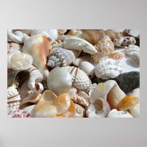 Extra Large Seashell Photography Poster