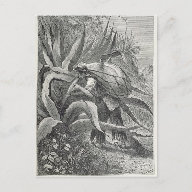 Extracting Pulque Postcard (Front)