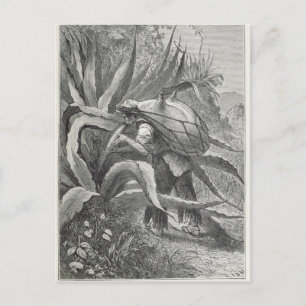 Extracting Pulque Postcard