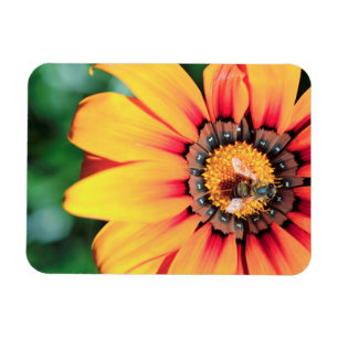 Extreme Close-Up Of A Bee Collecting Pollen Magnet