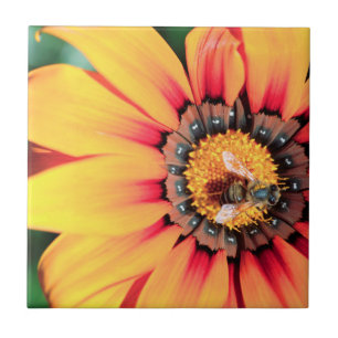 Extreme Close-Up Of A Bee Collecting Pollen Tile