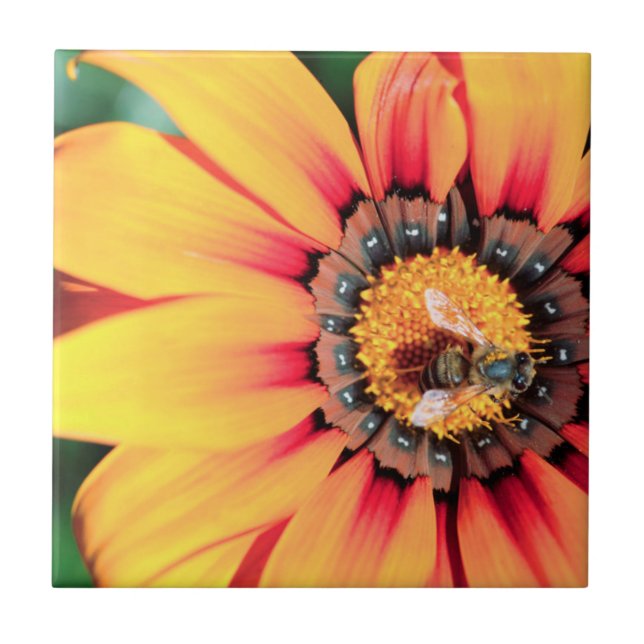 Extreme Close-Up Of A Bee Collecting Pollen Tile (Front)