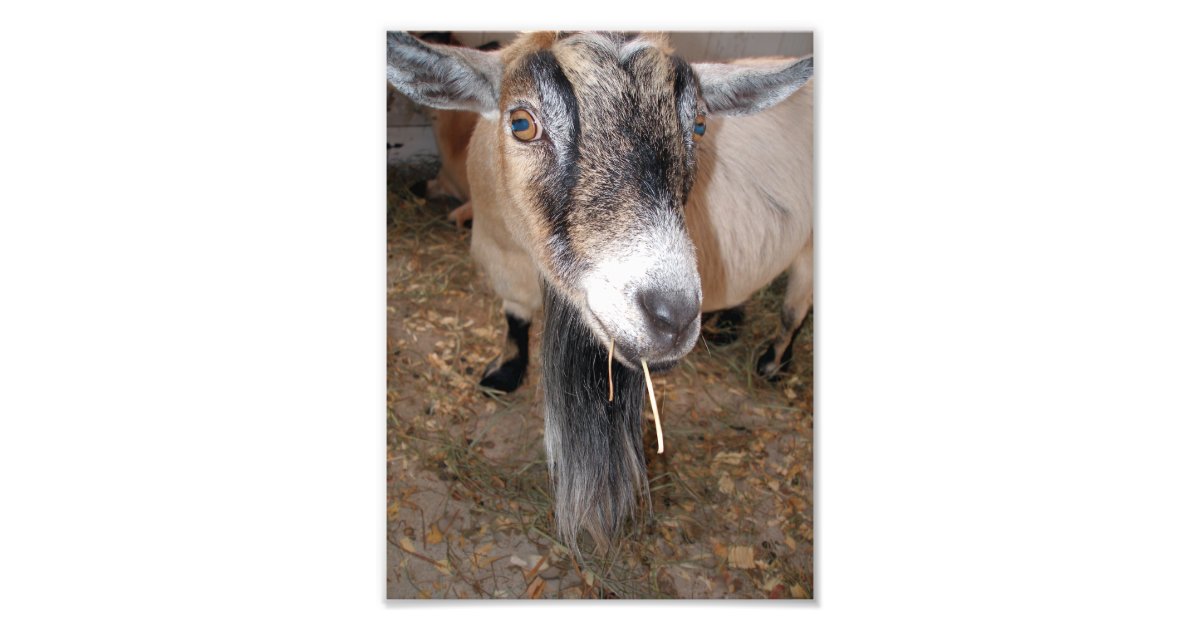 bearded billy goat