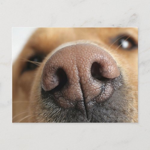 Extreme close_up of a dog nose postcard