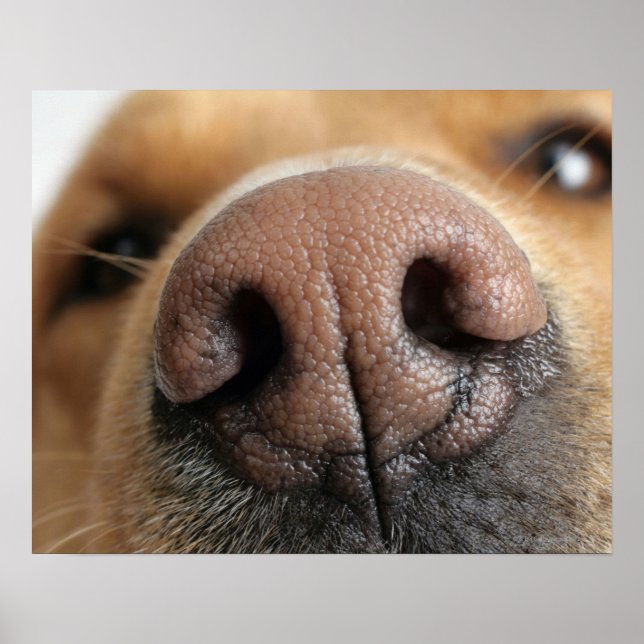 Extreme close-up of a dog nose. poster (Front)