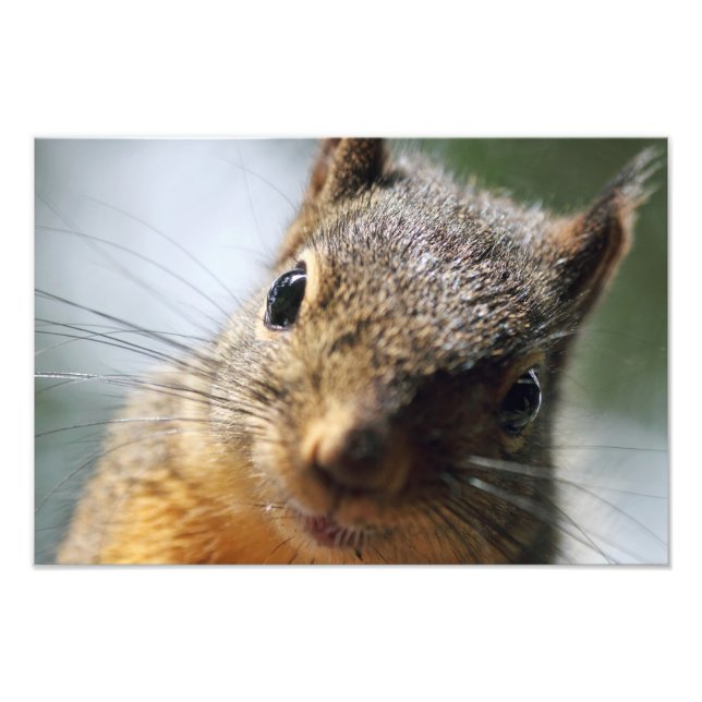 Extreme Closeup Squirrel Picture Photo Print (Front)