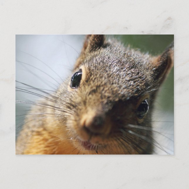 Extreme Closeup Squirrel Picture Postcard (Front)