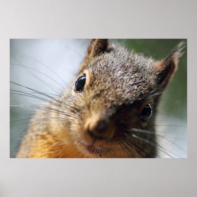 Extreme Closeup Squirrel Picture Poster (Front)