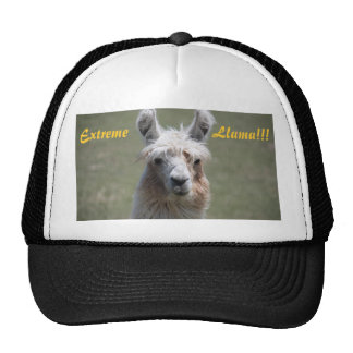Llamas With Hats | Zazzle