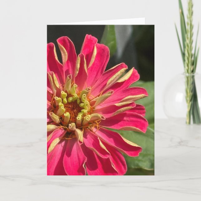 Exuberant Zinnia Blank Greeting Card (Front)