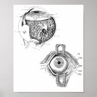 Eye-Anatomy Poster